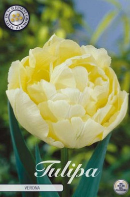 Tulp Double Early Verona x7 12/+