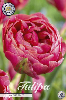 Tulp Double Late Amazing Grace x7 12/+