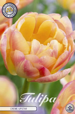 Tulp Double Late Creme Upstar  x7 12/+