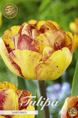 Tulp Double Late Sundowner x7 12/+