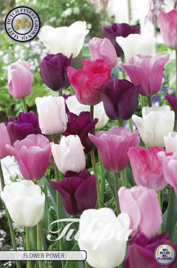 Tulp Flower Power x10 12/+