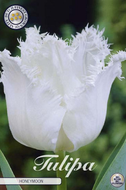 Tulp Fringed Honeymoon x7 12/+