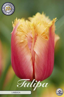 Tulp Fringed Lambada x10 12/+