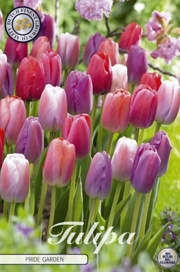 Tulp Garden Pride Garden x10 12/+