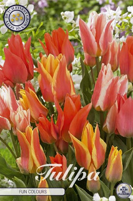 Tulp Greigii Fun Colours x10 12/+