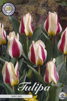 Tulp Greigii Mary Ann x7 12/+