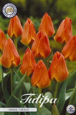 Tulp Greigii Orange Toronto x10 12/+