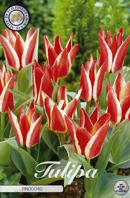 Tulp Greigii Pinocchio x7 12/+