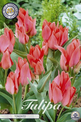 Tulp Greigii Toronto x10 12/+