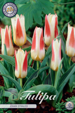 Tulp Kaufmania Johann Strauss x7 12/+