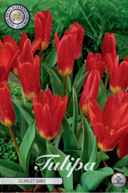 Tulp Kaufmania Scarlet Baby x10 12/+