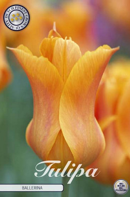 Tulp Lilyflowering Ballerina x7 12/+