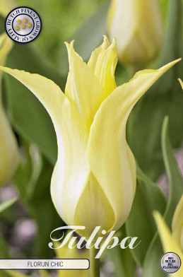 Tulp Lilyflowering Florijn Chic x7 12/+