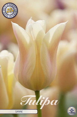 Tulp Lilyflowering Sanne x7 12/+