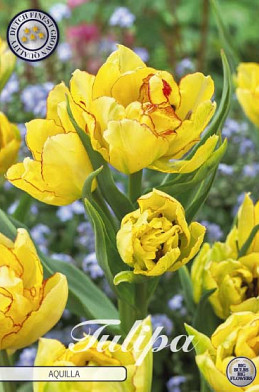 Tulp Multiflora Aquilla x7 12/+