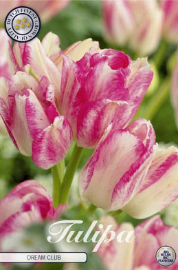 Tulp Multiflora Dream Club x7 12/+