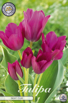 Tulp Multiflora Night Club x7 12/+