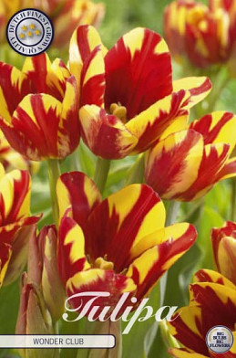 Tulp Multiflora Wonder Club x7 12/+