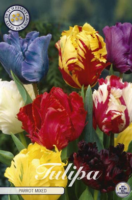 Tulp Parrot Mixed x7 12/+