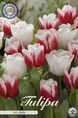 Tulp Red Snow x10 12/+