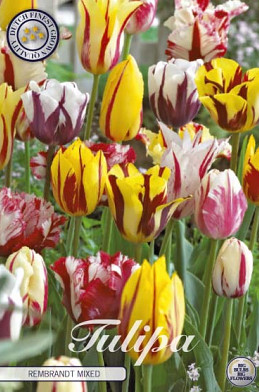 Tulp Rembrandt Mixed x10 12/+