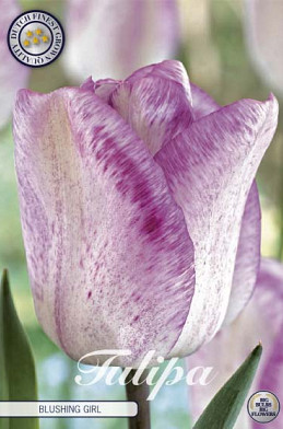 Tulp Single Late Blushing Girl x7 12/+