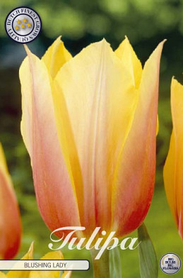 Tulp Single Late Blushing Lady x7 12/+