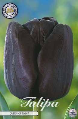 Tulp Single Late Queen of Night x7 12/+