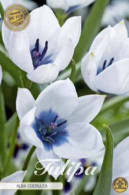 Tulp Specie Alba Coerulea x5 8/+