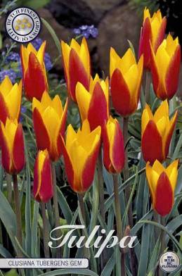 Tulp Specie Clusiana Tubergens Gem x10 5/6