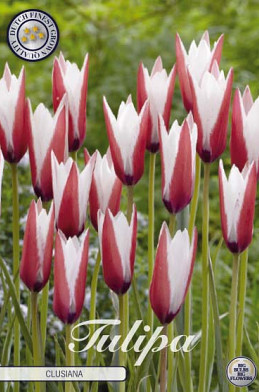 Tulp Specie Clusiana x10 5/6