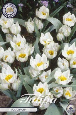 Tulp Specie Polychroma x10 5/6