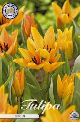 Tulp Specie Praestans Shogun x10 8/9