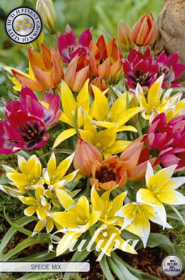 Tulp Specie Specie Mixed x15 6/7