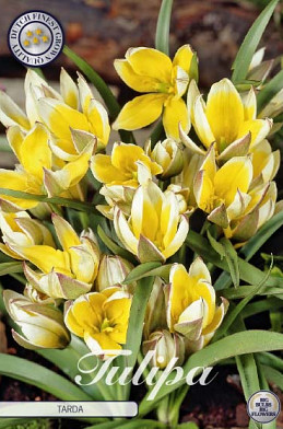 Tulp Specie Tarda x10 7/8