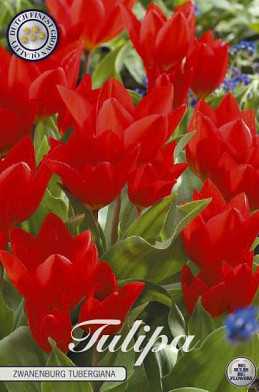 Tulp Specie Tubergiana Zwanenburg x10 8/10