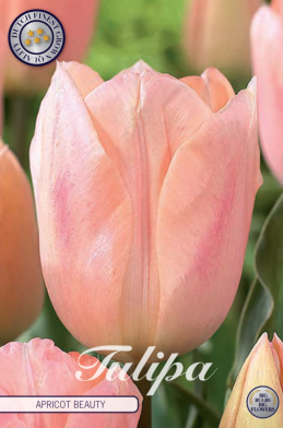 Tulp Triumph Apricot Beauty x7 12/+