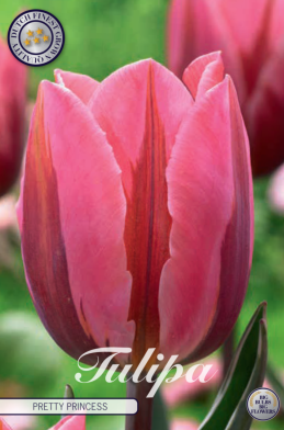 Tulp Triumph Pretty Princess x7 12/+