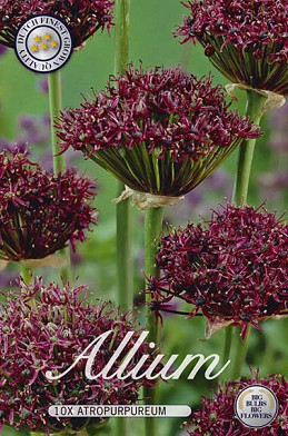 Allium Atropurpureum x15 10/12