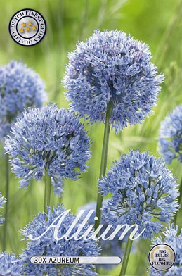 Allium Azureum x30 5/6