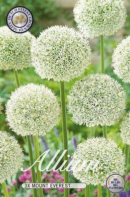 Allium Mount Everest x3 20/+