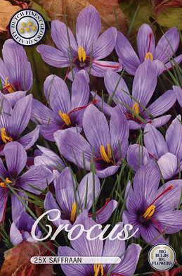 Crocus Safraan x25 8/9