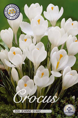 Crocus Vernus Jeanne d'Arc x30 8/9