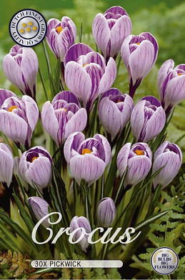 Crocus Vernus Pickwick x 30 8/9