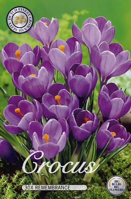 Crocus Vernus Remembrance x 30 8/9