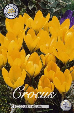 Crocus Vernus Yellow x 20 8/9