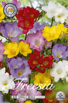 Freesia Mixed x40 5/6