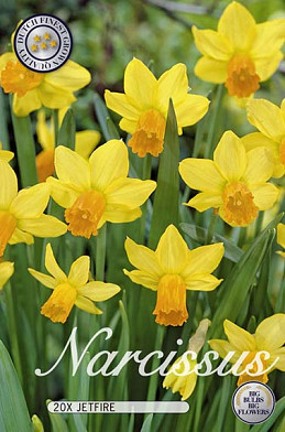 Narcis Botanical Jetfire x20 12/14