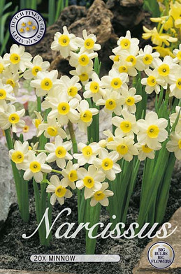 Narcis Botanical Minnow x20 12/14