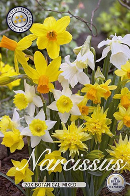 Narcis Botanical Mixed x20 12/14